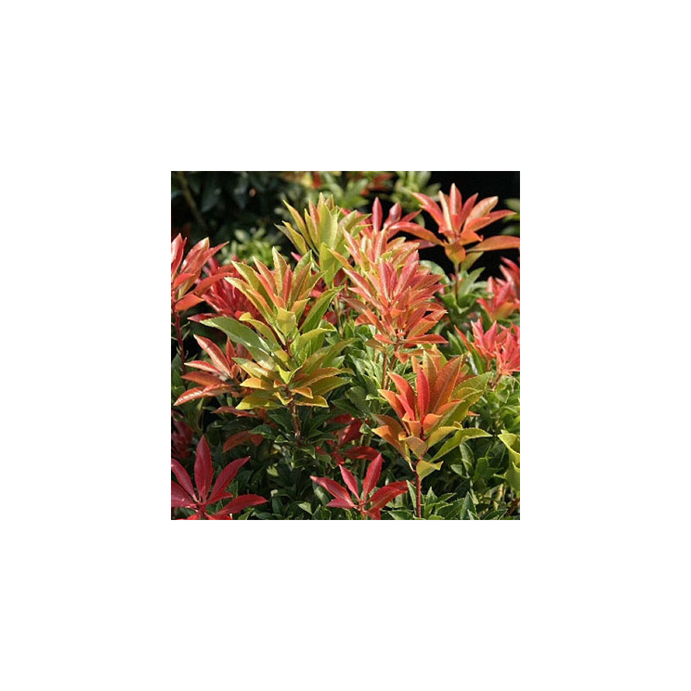 Gardeners Dream Dark/Green/White X Pieris 'Mountain Fire' Ever Shrub Hardy Garden Plant In Pot Size 1