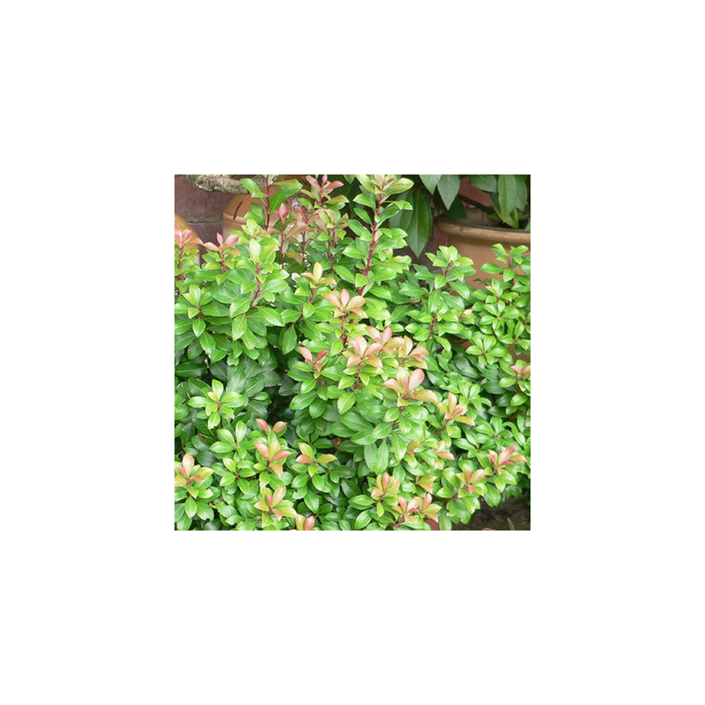 1 X PIERIS 'LITTLE HEATH' COMPACT EVERGREEN SHRUB HARDY GARDEN PLANT IN POT P9