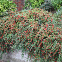 Cotoneaster Horizontalis Flowering Hardy Garden Shrub | 15-30cm (incl. Pot)