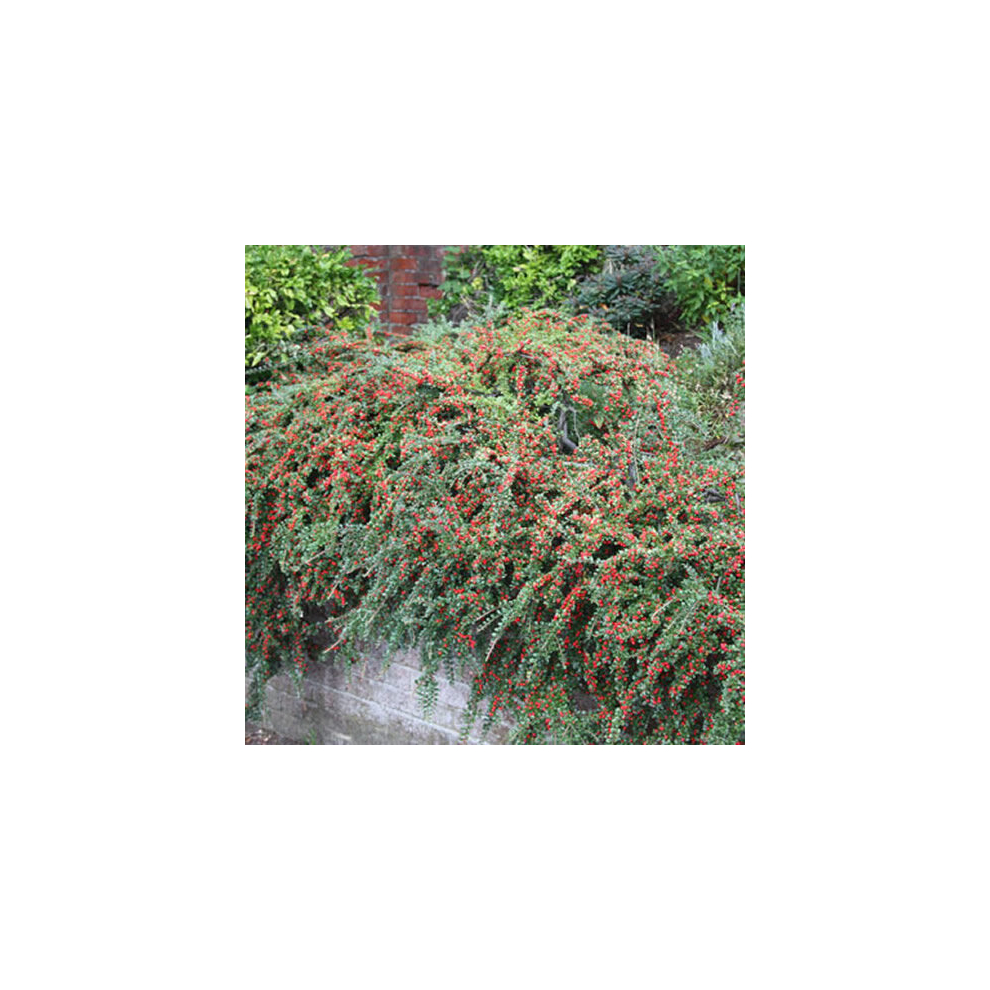 Cotoneaster Horizontalis Flowering Hardy Garden Shrub | 15-30cm (incl. Pot)