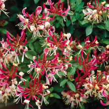 1 X LONICERA 'BELGICA' DECIDUOUS CLIMBING SHRUB HARDY GARDEN PLANT IN POT