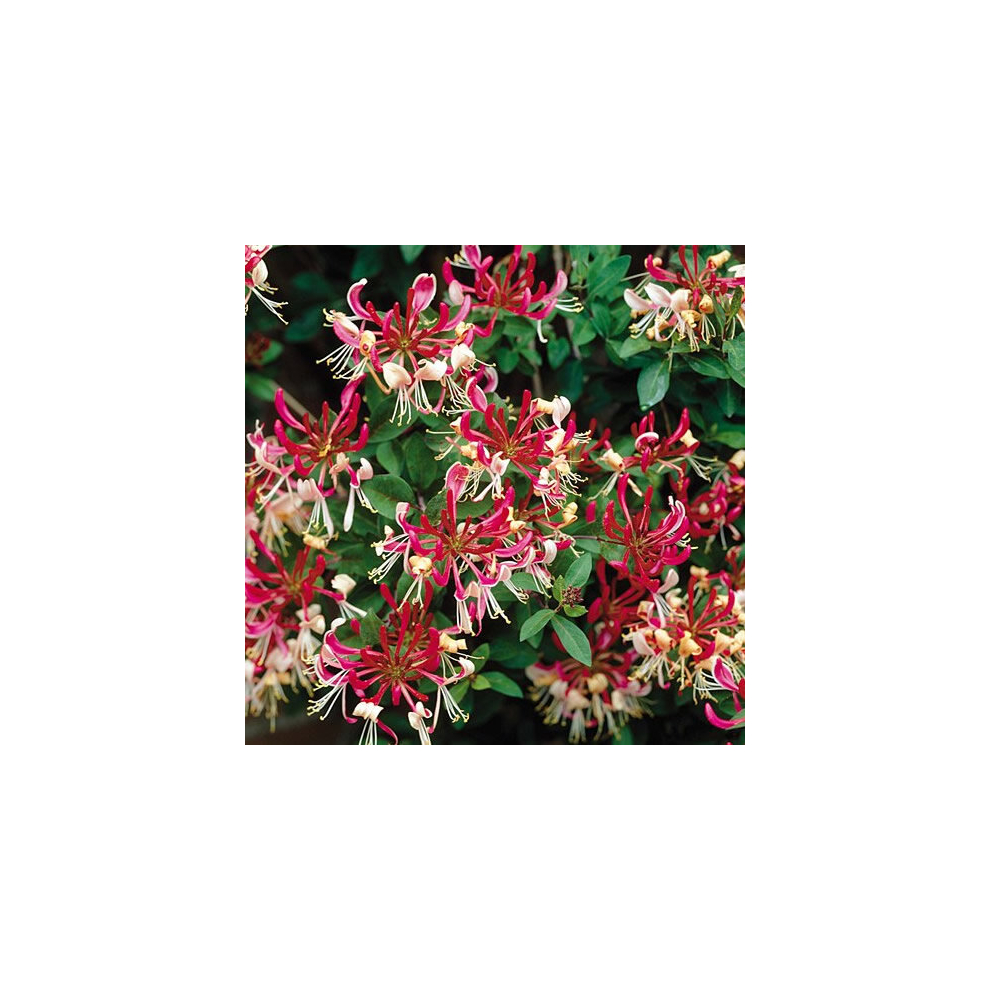 1 X LONICERA 'BELGICA' DECIDUOUS CLIMBING SHRUB HARDY GARDEN PLANT IN POT