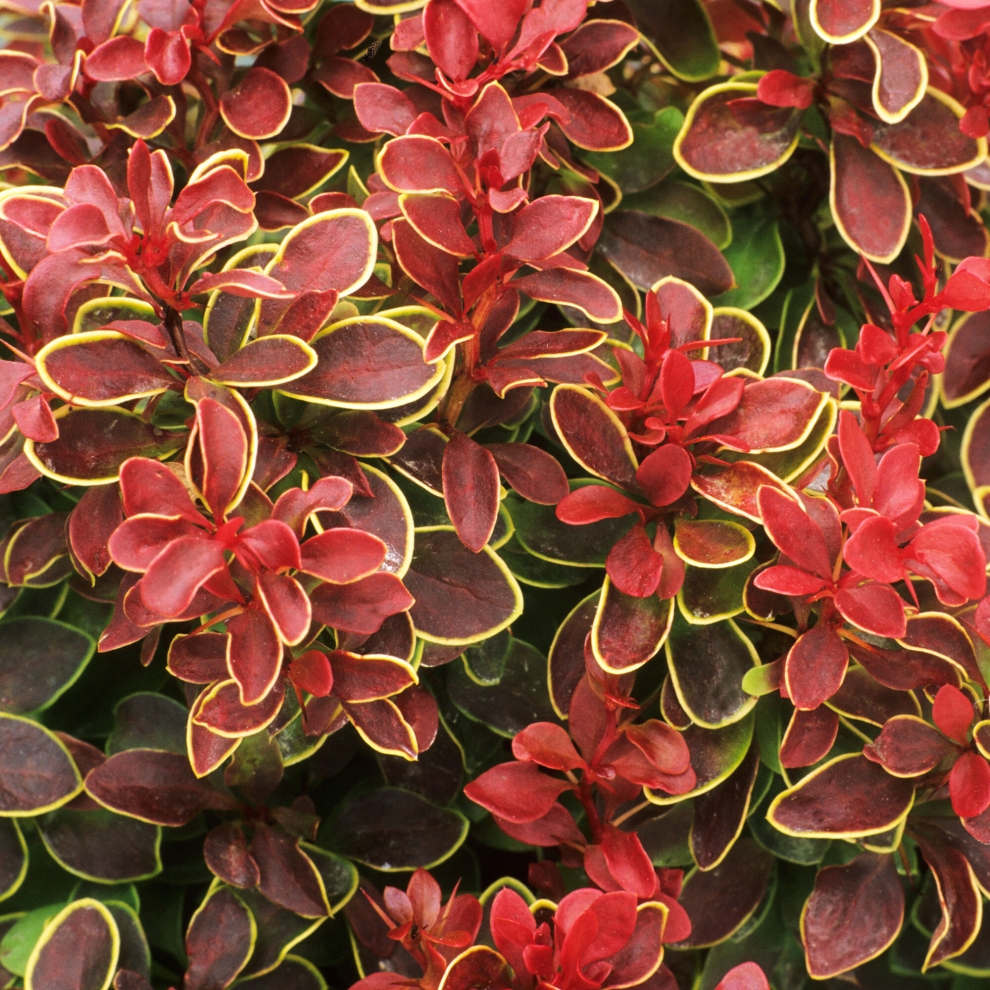 Gardeners Dream Berberis 'Chiquita' Barberry Deciduous Hardy Compact Shrub Plant | 9Cm
