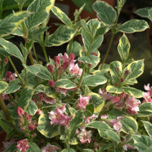 1 X WEIGELA 'KOSTERIANA VARIEGATA' DECIDUOUS SHRUB HARDY PLANT IN POT