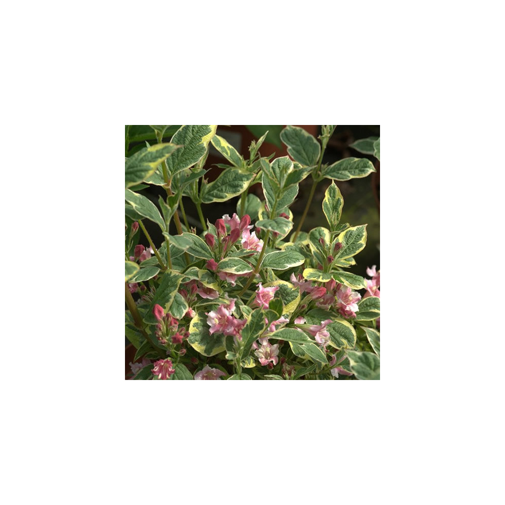 1 X WEIGELA 'KOSTERIANA VARIEGATA' DECIDUOUS SHRUB HARDY PLANT IN POT