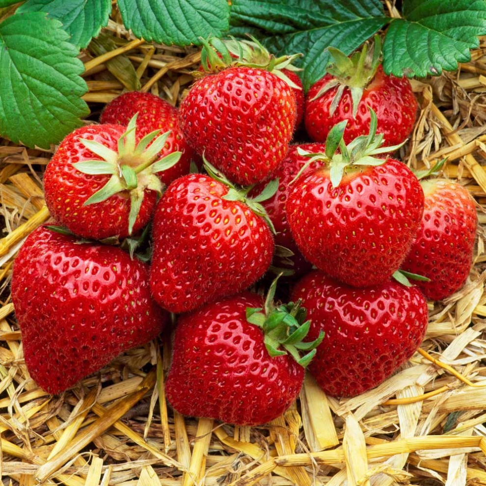 Gardeners Dream 1 Mixed Strawberries 'Fragaria' Growing Healthy Garden Fruit Hardy Plant In Pot