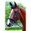 Mark Todd Performance Patent Piped Flash Bridle 2