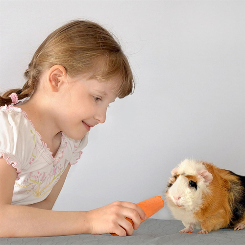 Guinea Pig Cage Liners, Washable Guinea Pig , 1