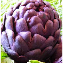 CYNARA 'VIOLET DE PROVENCE' x 6 MEDIUM PLUG PLANTS - HARDY PERENNIAL