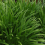 AGAPANTHUS Windsor Grey. Lily of the Nile. 4