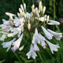 AGAPANTHUS Windsor Grey. Lily of the Nile.