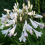 AGAPANTHUS Windsor Grey. Lily of the Nile. 1