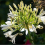 AGAPANTHUS Windsor Grey. Lily of the Nile. 2