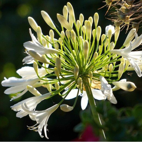 AGAPANTHUS Windsor Grey. Lily of the Nile. 1
