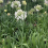 AGAPANTHUS Windsor Grey. Lily of the Nile. 3