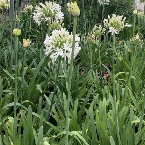 AGAPANTHUS Windsor Grey. Lily of the Nile. 2