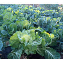 300 seeds Portuguese Couve Penca Tronchuda Portugal Cabbage Collard