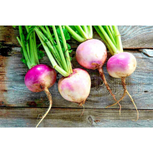 200 Fresh Seeds PURPLE TOP WHITE GLOBE TURNIP PORTUGAL Brassica Rapa