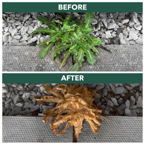 WeedBlast RootKill Glyphosate Weedkiller 2.5L Long hose trigger 1