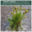 WeedBlast Rootkill Glyphosate 360g/L Weedkiller Concentrate 1L 6