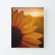 Canvas Print Only #LookUp Photo - Sunflower Poster Wall Art Room Decor 16x20 inch No Frame