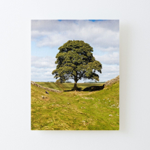 Canvas Print Only Sycamore Gap Tree Poster Wall Art Room Decor 16x20 inch No Frame