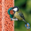 BusyBeaks Berry Suet Pellets (10L) 6