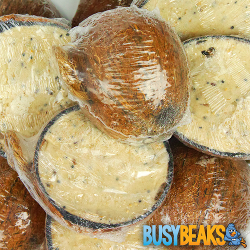 BusyBeaks Suet Filled Coconut Halves (10 Pack) 1