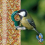 BusyBeaks Mixed Suet Pellets (1L) 5