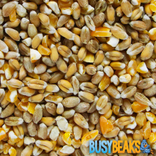 BusyBeaks Mixed Poultry Corn (1kg)