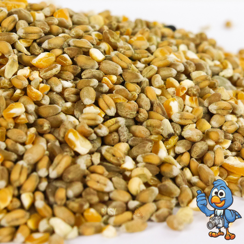 BusyBeaks Mixed Poultry Corn (2.5kg) 2