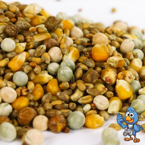 BusyBeaks Four Seasons Pigeon Corn (25kg) 2