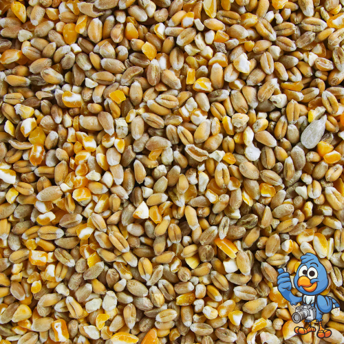BusyBeaks Mixed Poultry Corn (1L) 2