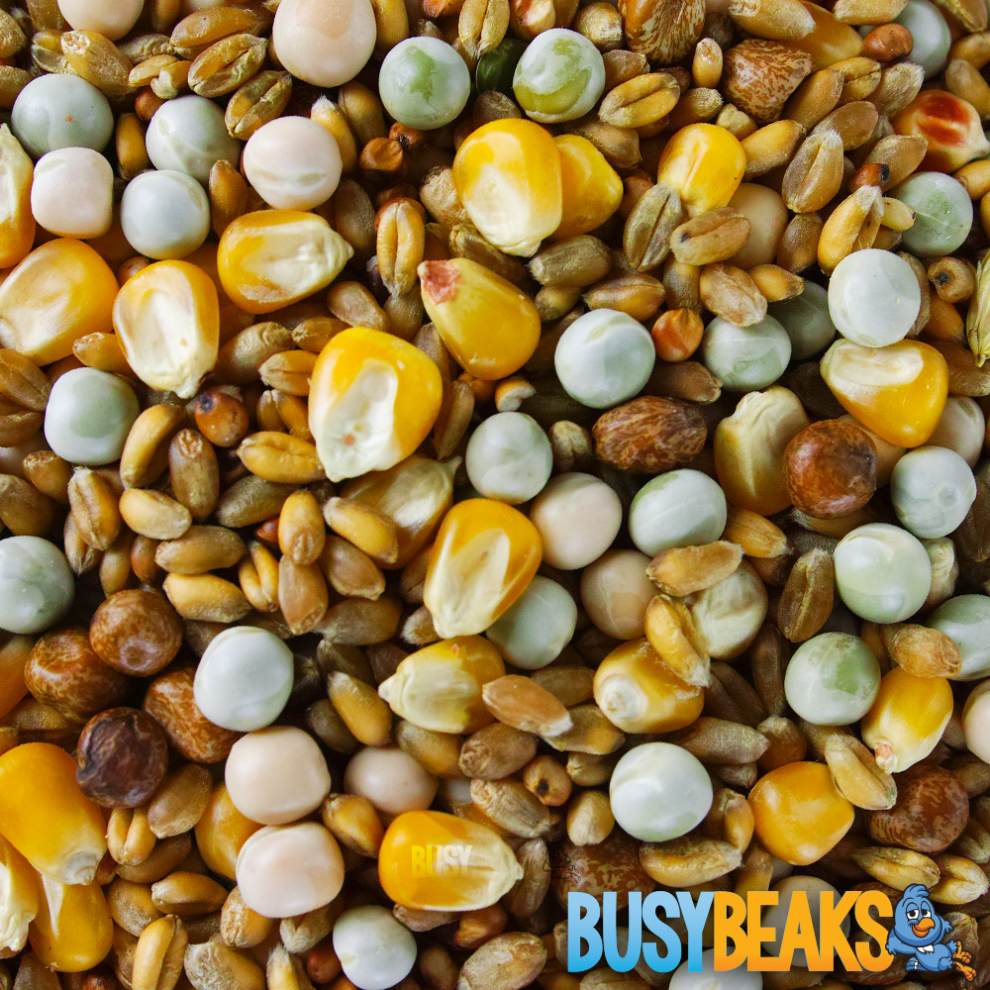 BusyBeaks Four Seasons Pigeon Corn (25kg)