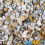 BusyBeaks Mixed Poultry Grit (2.5kg) 1