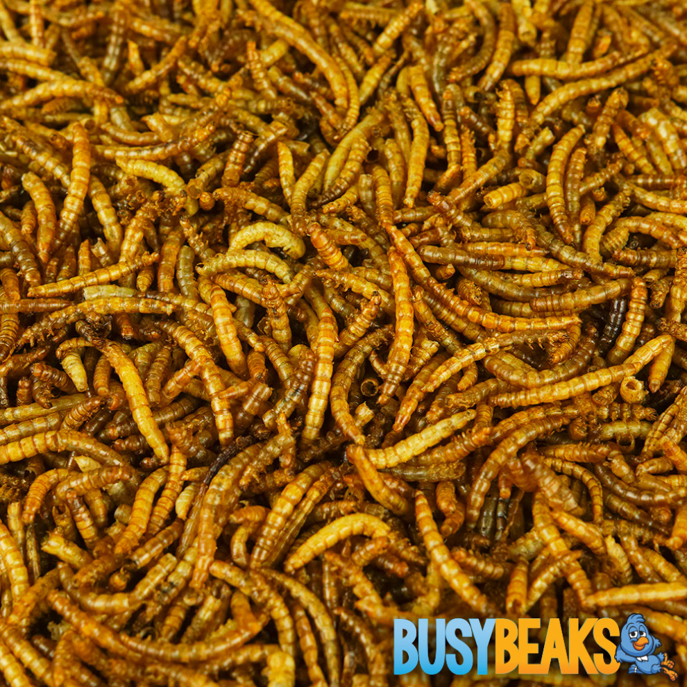 BusyBeaks Dried Mealworms - High Quality Wild Bird Food Treats For Garden Birds