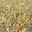 BusyBeaks Chicken Corn Extra (20kg) 4