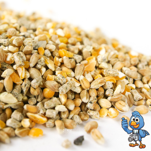 BusyBeaks Chicken Corn Extra (10kg) 2