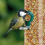SQUAWK Mixed Suet Pellets (1L) 6