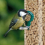 SQUAWK Mealworm Suet Pellets (2.5L) 6