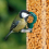 SQUAWK Insect Suet Pellets (7.5kg) 6
