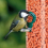 SQUAWK Berry Suet Pellets (1L) 6