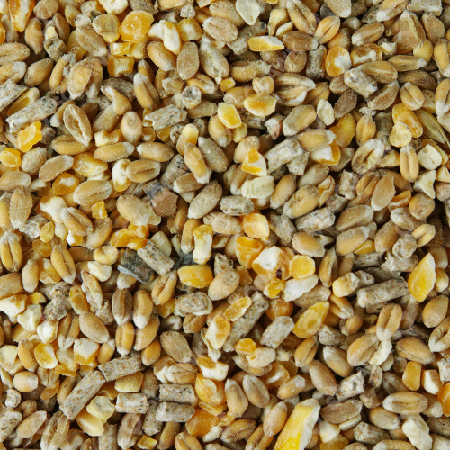 SQUAWK Chicken Corn Extra (2.5L) 2