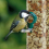 SQUAWK Split Peanuts Wild Bird Food Mixture (10kg) 6