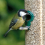 SQUAWK Sunflower Hearts - Bakery Grade Seed Kernels Bird Food 7.5kg 5