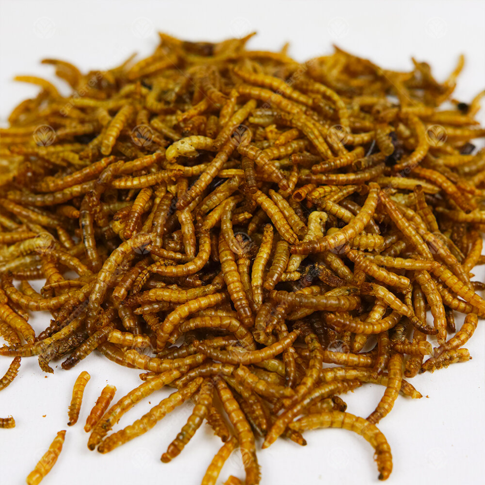 Dried Mealworms 10KG - High Quality Premium Food For Wild Birds