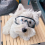 Windproof Dog Goggles with Adjustable Straps for Outdoor Adventures 3