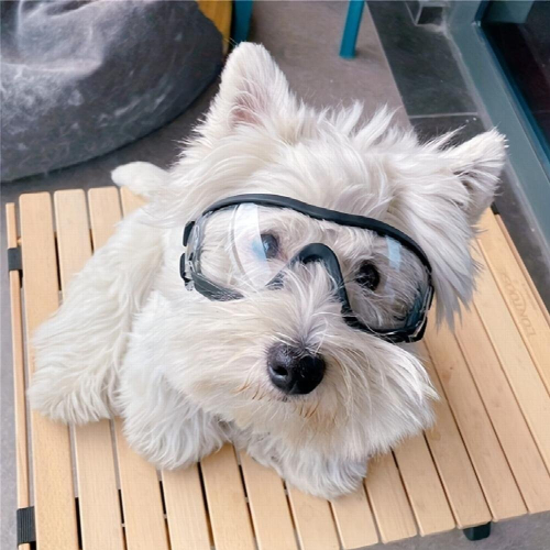 Windproof Dog Goggles with Adjustable Straps for Outdoor Adventures 2