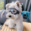 Windproof Dog Goggles with Adjustable Straps for Outdoor Adventures 4