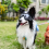 Windproof Dog Goggles with Adjustable Straps for Outdoor Adventures 7